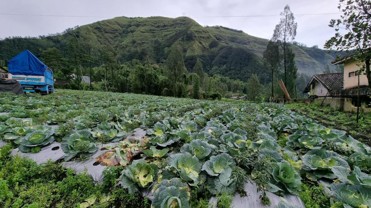 Arum Bromo Villas Ngadisari Exterior foto